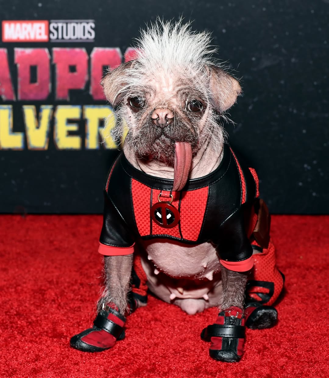 ‘Dogpool’ Star Peggy the Hairless Pug Signs with UK Talent Agency Urban Paws